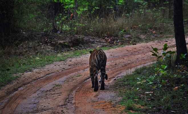 बांधवगढ़ रिजर्व में वन्य प्राणी जागरूकता सप्ताह दिखावा
