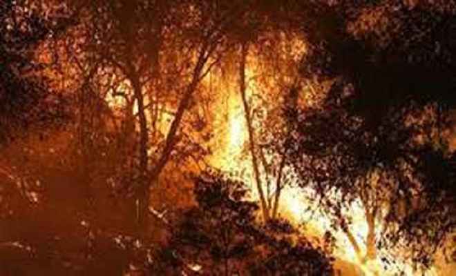 कैलिफोर्निया के जंगलों में आग से अब तक 23 मरे
