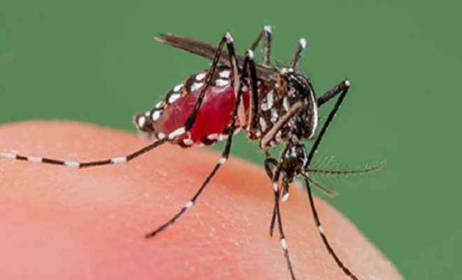 डेंगू से बचाव के लिए मच्छरों से बचना जरूरी