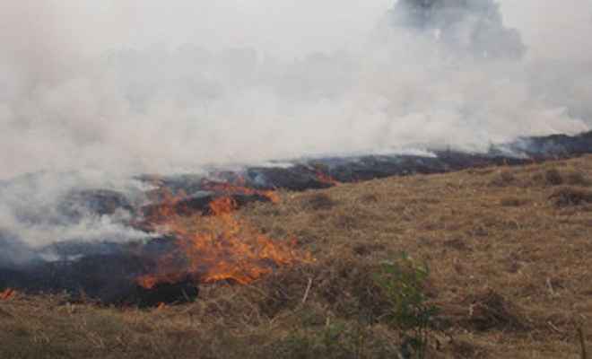 पंजाब और हरियाणा की तर्ज पर कानपुर देहात में भी किसान जला रहे हैं पुआल