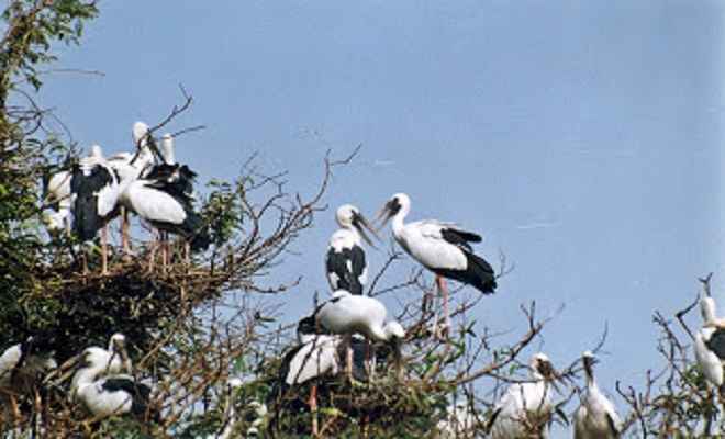 मेहमान साइबेरियन पक्षी पहुंचने लगे गंगतीर, घाट हुए गुलजार