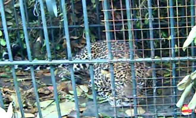 पिंजरे में कैद हुआ तेंदुआ, लोगों ने ली राहत की सांस
