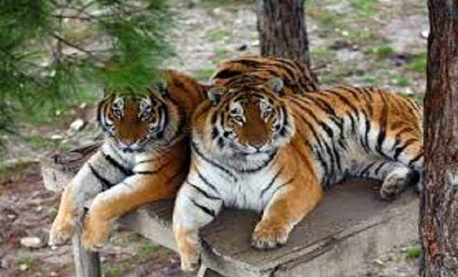 बाघों के पुनर्वास के लिए अन्य राज्यों से बाघ लाएगा राजस्थान