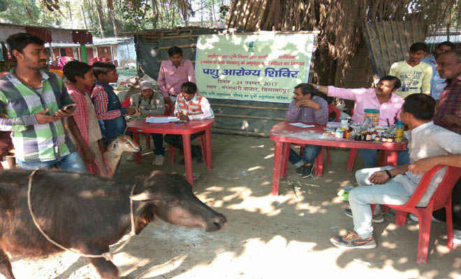 पिपरा में लगा आरोग्य शिविर, 200 पशुओं का स्वास्थ्य परीक्षण