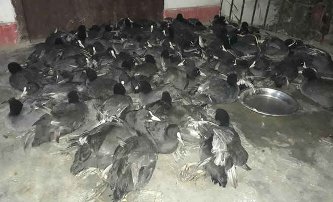 मोतिहारी के सरोत्तर से शिकारी के घर में पांच दर्जन प्रवासी चिड़िया मिली, भेजा जा रहा पटना के जैविक उद्यान
