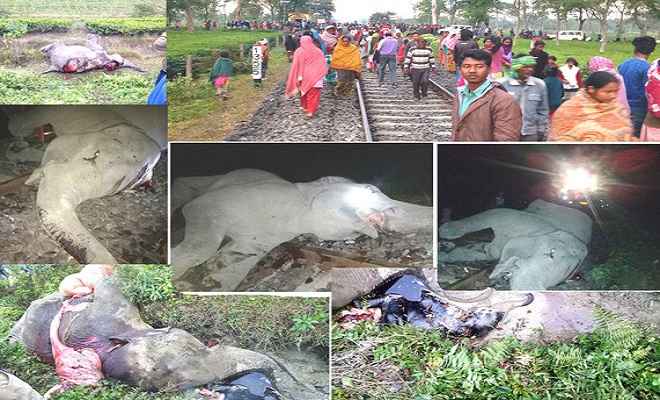 ट्रेन से कटकर छह जंगली हाथियों की मौत