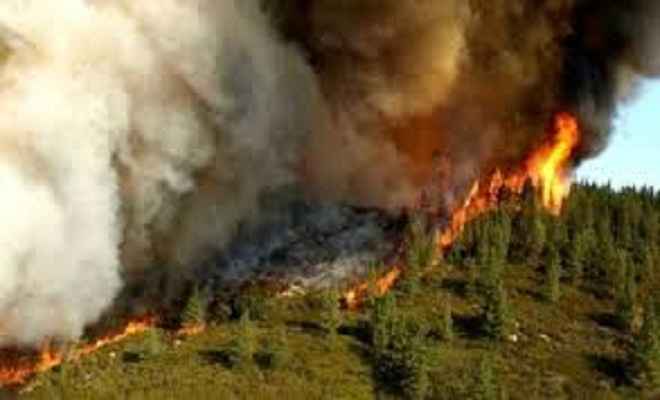 अमेरिका में जंगली आग : बचाए गए अभयारण्य के 400 जानवर