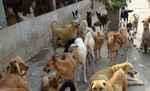 ’भारत में कुत्तों की हालत आज जितनी बुरी कभी नहीं रही’