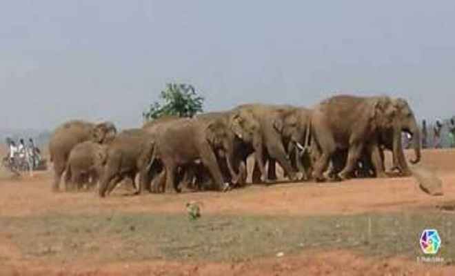 जंगल से भटक कर 19 हाथियों का झुंड पहुंचा मधुपुर
