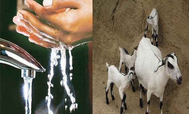 बकरियों के बदले मिलता है पानी