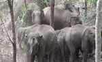 दो दिनों में हाथी के कुचलने से दम्पति की मौत