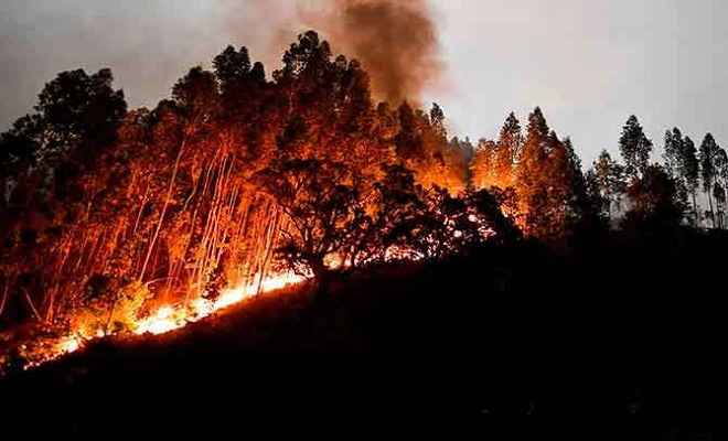 पुर्तगाल के जंगल में लगी आग, मरने वालों की संख्या बढ़कर हुई 62
