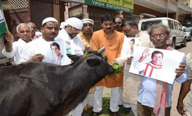 राहुल गांधी के जन्मदिन पर कांग्रेसियों ने गायों की आरती उतार उनका पूजन किया