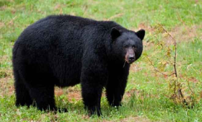 कौआकोल में जंगली भालू ने पांच लोगों को किया घायल