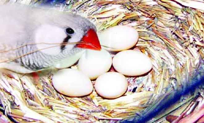 पक्षियों के अंडों का आकार उनके उड़ने के तरीके पर निर्भर करता है : शोध