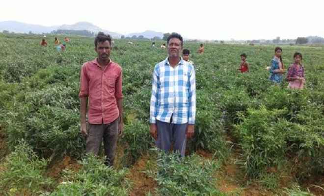 गोविंदपुर के किसानों ने मिर्च की खेती कर बदली अपनी किस्मत