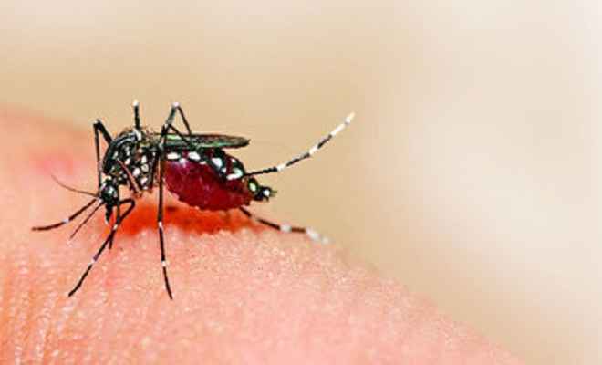 डेंगू के संक्रमण से सैकड़ों ग्रस्त