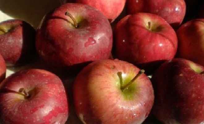 हिमाचल सरकार ने सेब के समर्थन मूल्य में की मामूली बढ़ोतरी