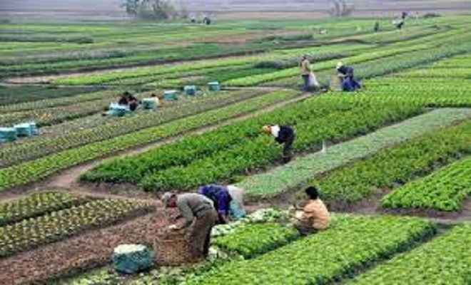 भावांतर योजना: वाजिब मूल्य और नगद भुगतान से किसानों को मिली राहत