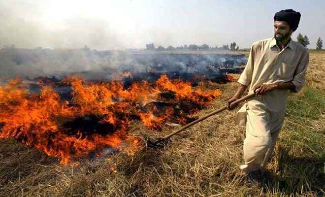 पंजाब में एनजीटी के आदेश बेमानी, 43 हजार से अधिक किसानों ने जलाई पराली