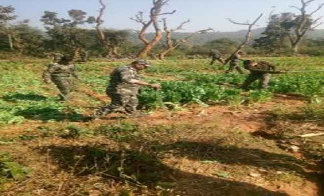 पुलिस ने नष्ट की 25 एकड़ अफीम की अवैध खेती