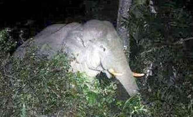 जंगली हाथियों का उत्पात, चट किया धान, तोड़े मकान, एक घायल