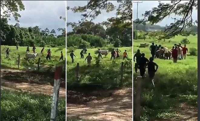 वेनेजुएला में भूखे लोगों ने पत्थरों से मार कर ली गाय की जान