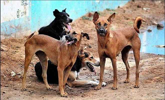 सीतापुर में आदमखोर कुत्तों का आतंक, दो बच्चों पर किया हमला