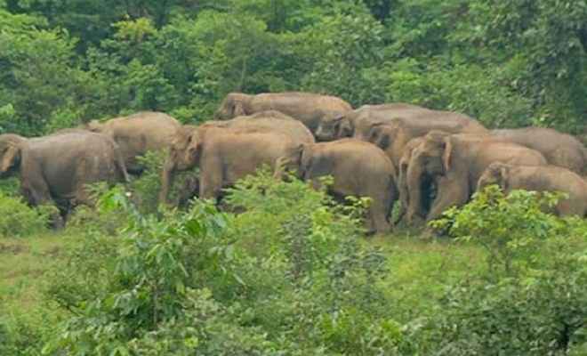 नदी के किनारे जंगली हाथियों के झुंड देख इलाके में फैला दहशत का माहौल