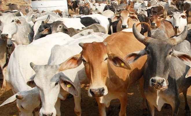 आवारा गायों को गोद लेने वालों को  राजस्थान सरकार करेगी सम्मानित