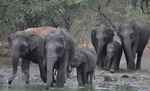 बढ़ा हाथियों का आतंक, खलिहान में गई महिला को पटक कर ली जान
