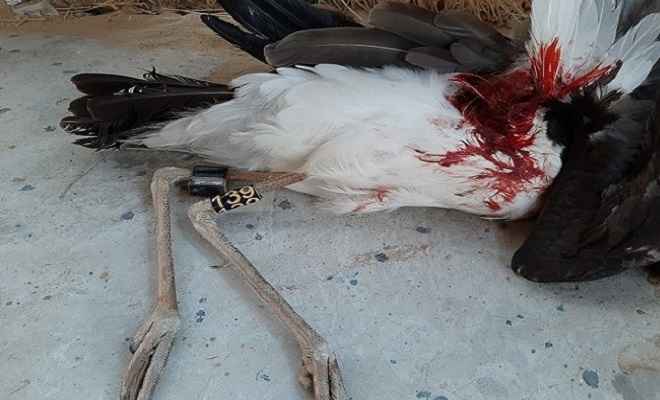 सीमा पर से आए जीपीएस टैग से लैस प्रवासी पक्षी की मौत, बीएसएफ की चिंता बढ़ाई