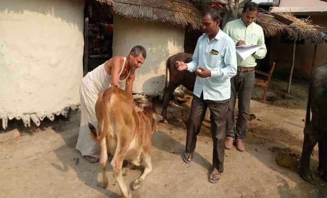 पशुओं कोे खुरहा एवं मुँहपका रोग से बचाव को घर-घर टीकाकरण शुरू