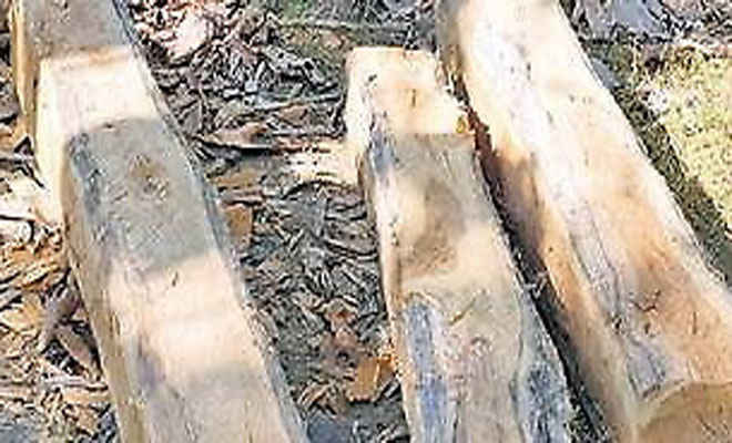 कुशीनगर में 62 बोटा अवैध लकड़ी बरामद