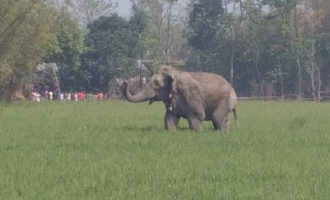 सुपौल में जंगली हाथी का कहर, तीन को पटककर ली जान, कई लोग घायल