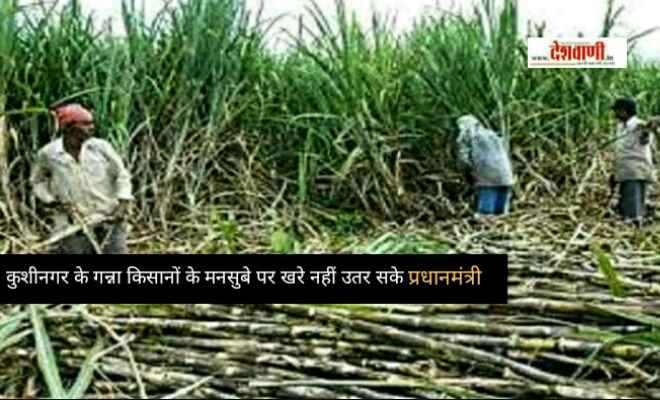 कुशीनगर के गन्ना किसानों के मनसुबे पर खरे नहीं उतर सके प्रधानमंत्री
