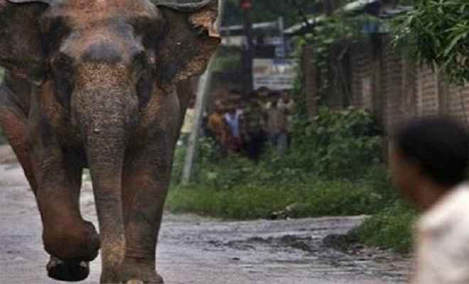 जामतारा में हाथी के कुचलने से दो की मौत, एक घायल अस्पताल में भर्ती