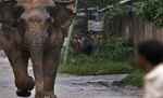 जामतारा में हाथी के कुचलने से दो की मौत, एक घायल अस्पताल में भर्ती