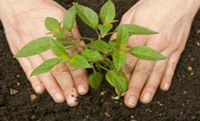 कुशीनगर में वन क्षेत्र बढ़ाने के लिये प्रदेश सरकार कर रही 22 करोड़ पौधों का रोपण