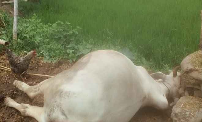 हाईटेंशन तार के चपेट में आने से दो गाय एवं दो बैल की मौत, लोगों में बिजली विभाग के प्रति आक्रोश