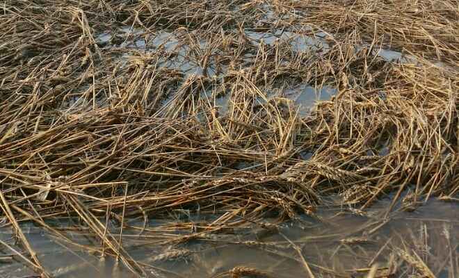 झमाझम बारिश व ओलावृष्टि से किसान परेशान, फसलों को भारी नुकसान