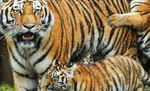 बाधिन अनुष्का के तीन शावकों जन्म देने से रांची के बिरसा मुंडा चिड़ियाघर में बाघों की संख्या हुई 10