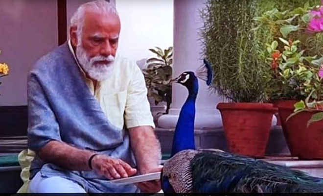 प्रधानमंत्री मोदी ने इंस्टाग्राम पर कविता के साथ शेयर किया वीडियो, मोर को हाथों से खिलाते दिखे