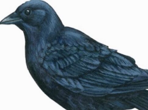 मुर्ग़ा के बाद अब कौओं में भी बर्ड फ्लू, बिहार के मुंगेर में हुई पुष्टि